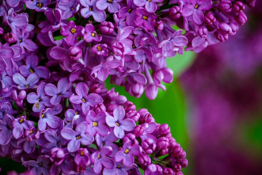 Syringa vulgaris, the lilac or common lilac Blooming purple flowers green background, close up branch Bouquet  garden beautiful wallpaper delicate PARFUMS Selective focus cluster smell copy space.