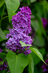 Fototapeta premium Syringa vulgaris, the lilac or common lilac Blooming purple flowers green background, close up branch Bouquet garden beautiful wallpaper delicate PARFUMS Selective focus cluster smell copy space.