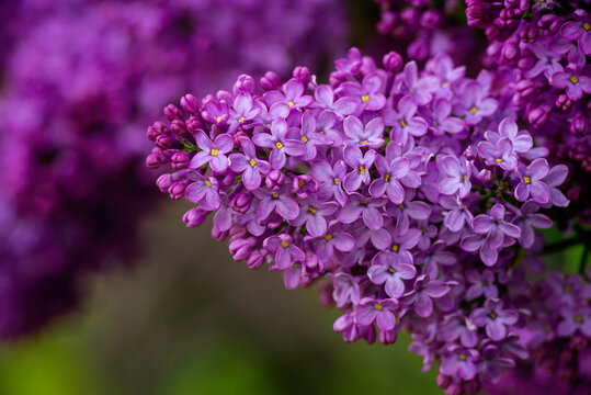 Syringa vulgaris, the lilac or common lilac Blooming purple flowers green background, close up branch Bouquet  garden beautiful wallpaper delicate PARFUMS Selective focus cluster smell copy space.