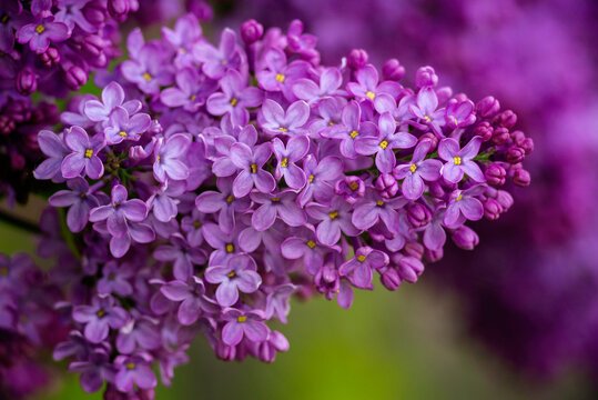 Syringa vulgaris, the lilac or common lilac Blooming purple flowers green background, close up branch Bouquet  garden beautiful wallpaper delicate PARFUMS Selective focus cluster smell copy space.