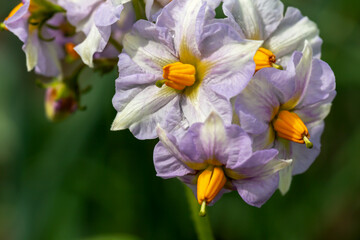 Potato flower in drops in sunlight close-up. The new harvest. Summer. Locally grown. Selective focus, defocus