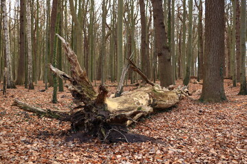Obraz premium There are broken trees in the wood near Greifswald, Germany