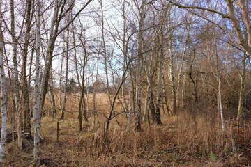 Reed landscape on the Bodden near Greifswald in Mecklenburg-Western Pomerania