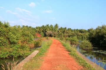 Fototapeta na wymiar Backwater View near the Pazhayangadi Bridge in Kannur District in Kerala, India