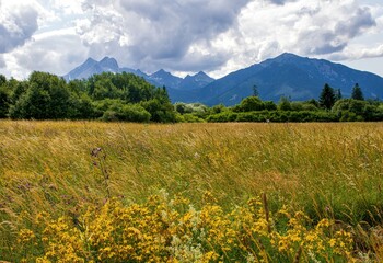 Wild flower meadow in mountain at day. The beauty of mountains and nature