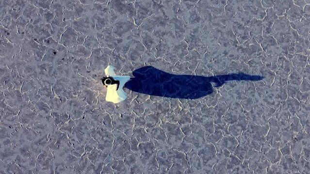 Woman dancing SAMA at salt lake 