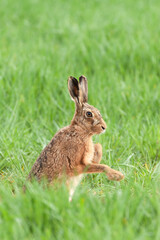 Norfolk brown haore close up boxing