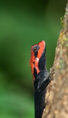 Forest Calotes in breeding color , Calotes rouxi