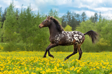 Beautiful knabstrupper breed horse running in the field in summer