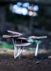 Mushrooms growing in the yard