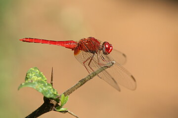 The scarlet skimmer or ruddy marsh skimmer, Crocothemis servilia, is a species of dragonfly of the family Libellulidae