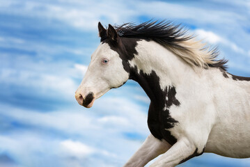 Fototapeta na wymiar Portrait of beautiful overo paint horse running on the background of the sky
