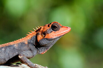 Garden Calotes in breeding color, Goa, India
