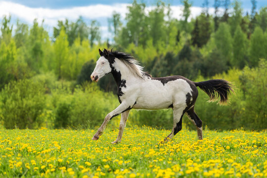 Beautiful young overo paint horse running in the field in summer
