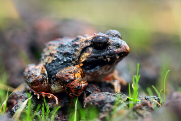 Rufescent burrowing frog on plateau. Minervarya rufescens is a species of frog that is endemic to the Western Ghats, India