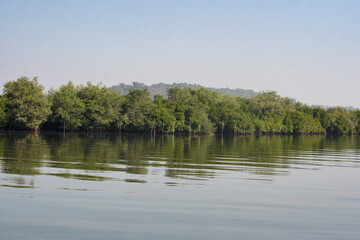 Mangrove forest of Dr Salim Ali Bird sanctuary Chorao Goa
