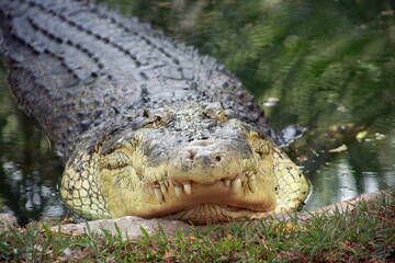 Salt Water Crocodile (Crocodylus porosus), the saltwater crocodile is one of the three crocodilians...