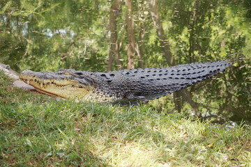 Salt Water Crocodile (Crocodylus porosus), the saltwater crocodile is one of the three crocodilians found in India, the other two being the Mugger crocodile and the Gharial.