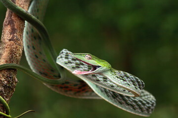 COMMON VINE SNAKE Ahaetulla nasuta Mildly Venomous, Common