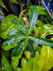 water drops on a leaf
