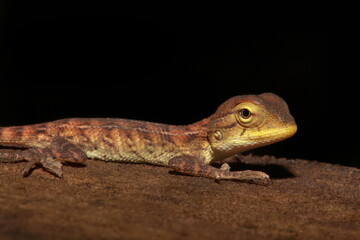 Forest Calotes Juvenile - Calotes is a lizard genus in the draconine clade of the family Agamidae
