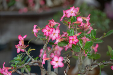 Close up photo of Adenium obesum flower and blurred background.