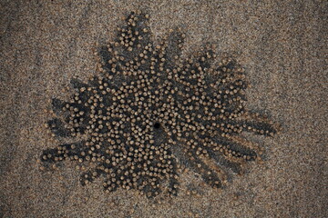 Balls of sand made by the Sand Crabs