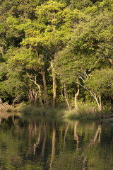 Water body at reserve forest area near kuveshi village, Karnataka, India