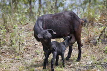 Adult goat and young kid