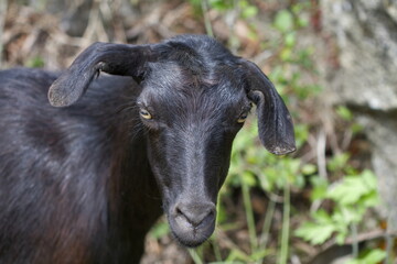 Adult black goat closeup face shot