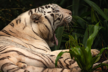 White tiger with black stripes laying down on the ground yawning. Full size portrait. Close view with green blurred background. Wild animals in zoo, big cat