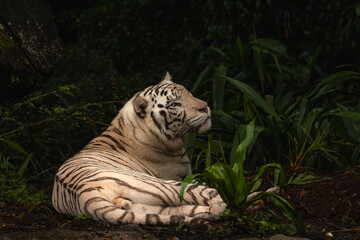 Rare Black and White Striped Adult Tiger laying on the ground relaxing in the jungle. Close up full body portrait with copy space for text