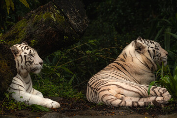 A pair of white tiger resting side by side. White tiger or bleached tiger is a pigmentation variant of the Bengal tiger, which is reported in wild from time to time in the Indian states. Copy space