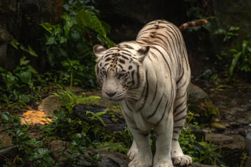 Fototapeta na wymiar The white tiger or bleached tiger is a pigmentation variant of the Bengal tiger, which is reported in the wild from time to time in the Indian states of Madhya Pradesh, Assam, West Bengal and Bihar
