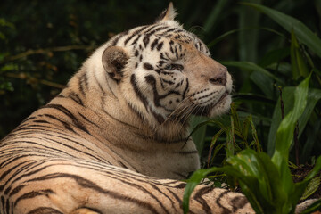 White tiger with black stripes laying down on the grass enjoying his day. Full size portrait. Close view with green blurred background. Wild animals, big cat, copy space for text