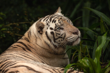 Rare Black and White Striped Adult Tiger laying on the ground relaxing in the jungle. Close up portrait with copy space for text