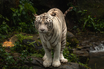The white tiger or bleached tiger is a pigmentation variant of the Bengal tiger, which is reported...