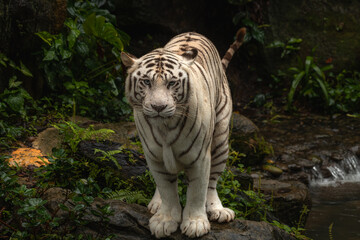 White tiger standing on the rock looking at the camera. Isolated over dark forest background with shade, copy space for text