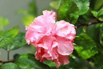 Obraz premium close up of rose