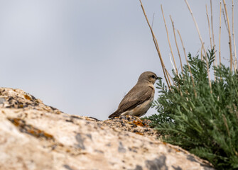 beautiful bird-mountain chiffchaff on a branch on a blue background close-up