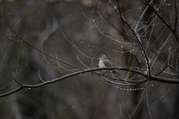 beautiful bird-mountain chiffchaff on a branch on a blue background close-up