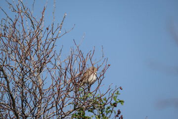 beautiful bird-mountain chiffchaff on a branch on a blue background close-up