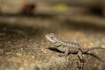 lizard on the stone