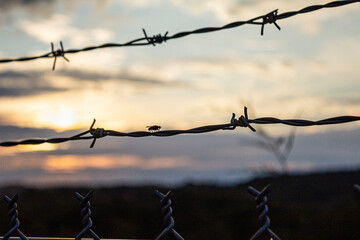 barbed wire against the sky