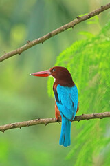 The White-throated Kingfisher on a branch