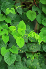 The green leaf on light