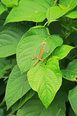 The lizard on green leaf