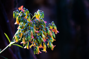 colorful flowers of kalanchoe daigremontiama