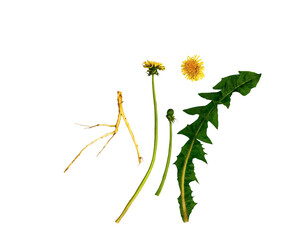 Dandelion, dandelion root, flowers, bud and leaves on an isolated transparent background. Medical plant, weed, wildflower, PNG