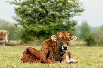 Taurus cow next to young calf lying in the grass meadow in the Maashorst in Brabant, the Netherlands